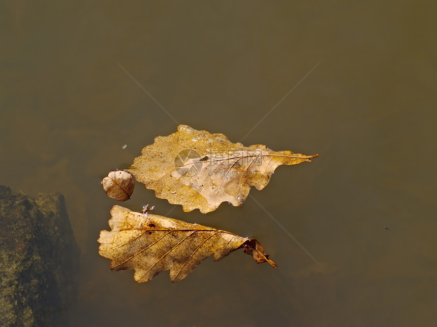 水上干枯的橡树叶图片