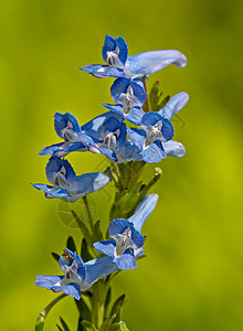 蓝草地花朵的弥散背景图片