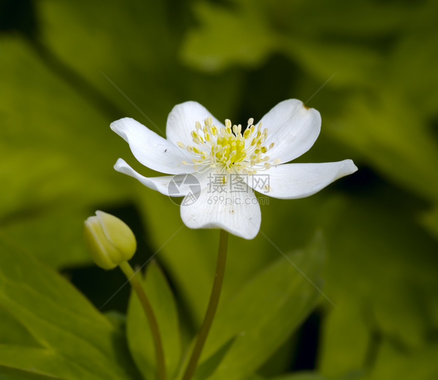 绿色背景的白花朵植物学白色植物群花瓣图片