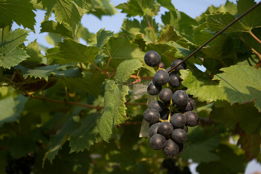 葡萄树上的果实收成热带农业产品黑色水果商品农村农场季节图片