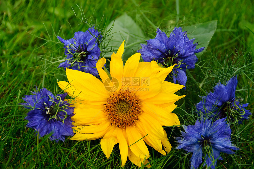 太阳花和奈杰拉花朵黑种草黄色蓝色绿色向日葵爱情迷雾薄雾草地图片