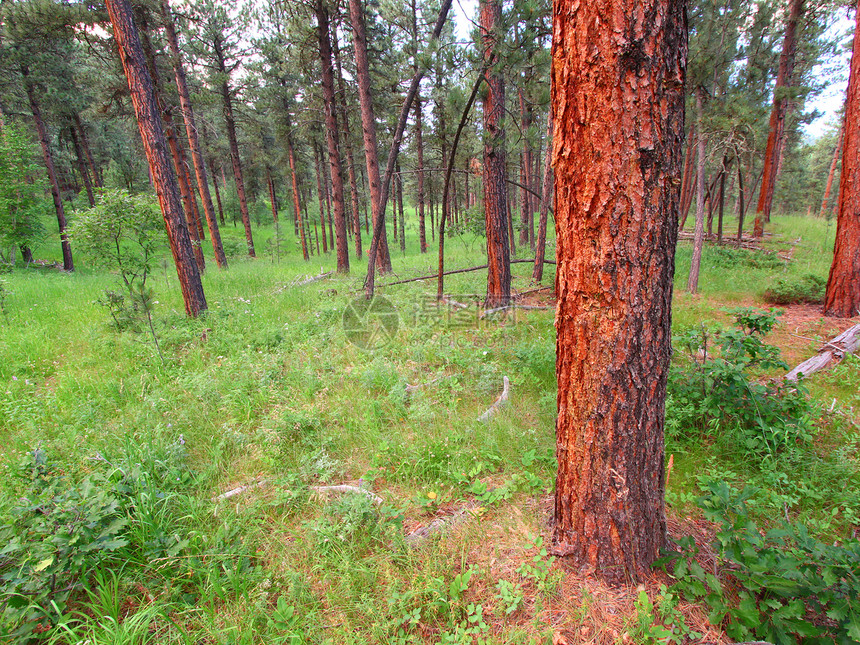 黑山国家森林地形场景环境植被生态绿地树林林地松树风景图片