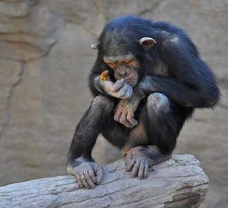 黑猩猩头发动物园动物图片