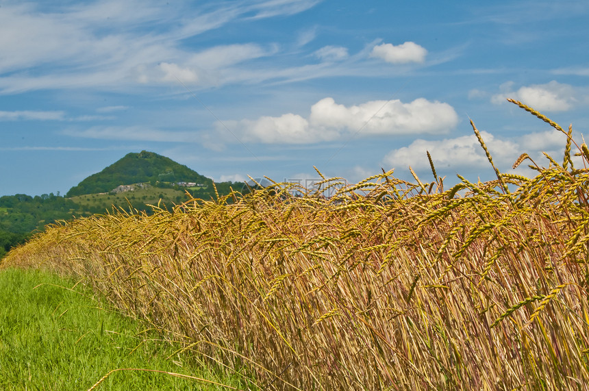 石块粮食太阳场地玉米谷物植物面包场景农村面粉图片