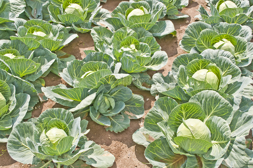 种植甘蓝场地生长烹饪绿色蔬菜农业厨房树叶植物图片