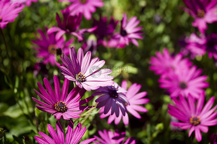 紫花花阳光植物场地园艺雏菊花瓣草地野花叶子宏观图片