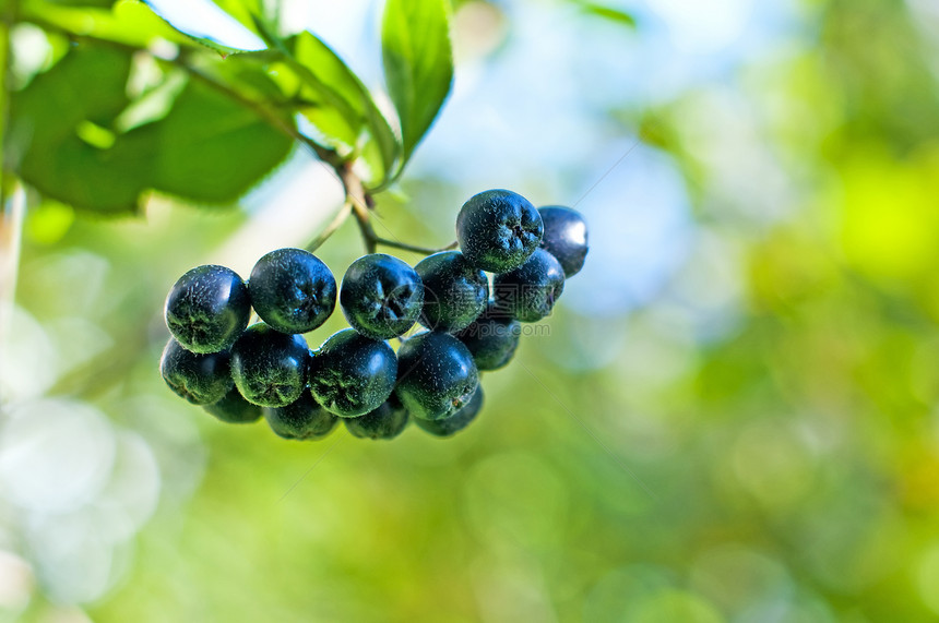 阿罗尼亚贝利 阿罗纳梅拉诺卡帕黑色衬套果汁食物蓝色浆果熟食小吃饮食彩色图片
