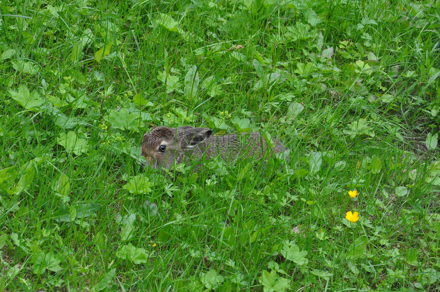 幼兔兔子野生动物动物荒野图片