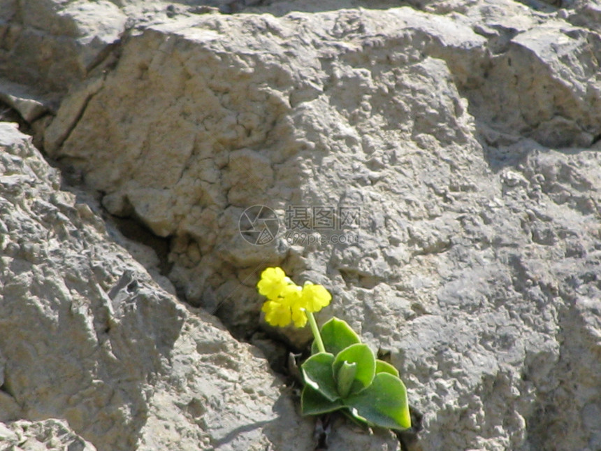primrose 红裂缝春花植物花萼植物群岩石世界植物学娱乐花店图片