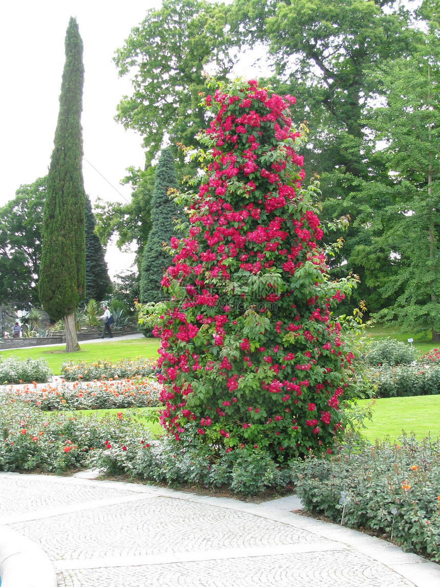 玫瑰花植物生态树干世界植物群花萼花店植被娱乐公园图片