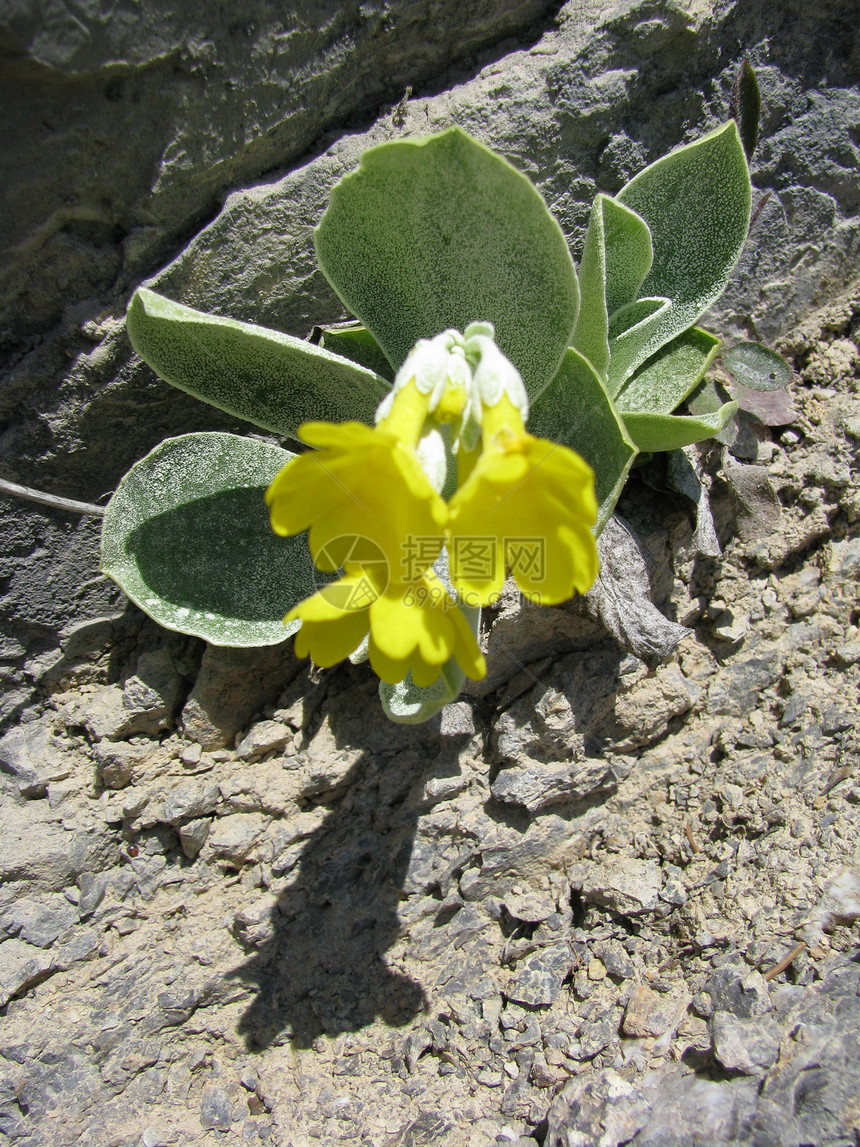 primrose 红草地生物植物植物学植被花萼休闲牧歌花粉岩石图片