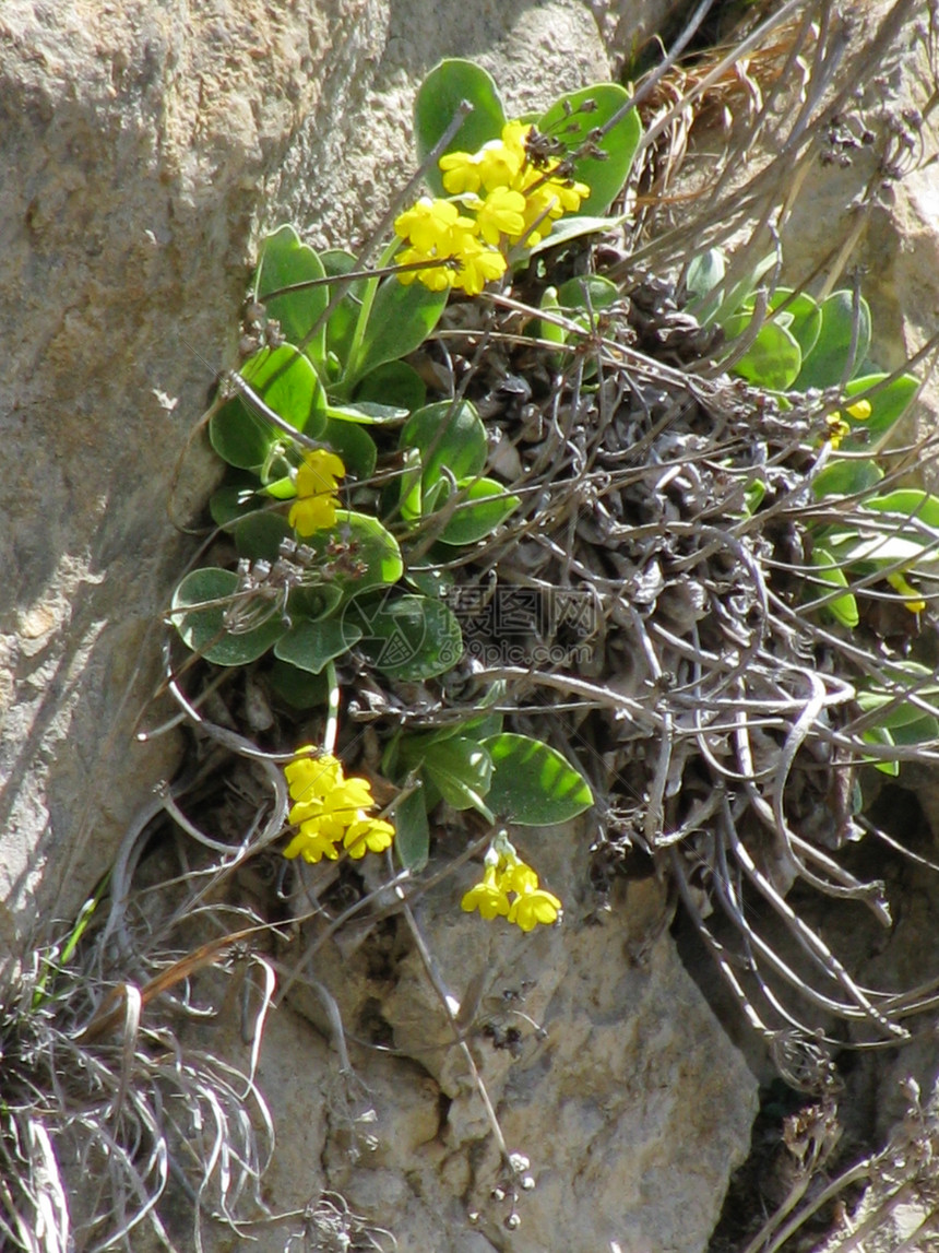 primrose 红春花生态生物学花萼生物环境花粉娱乐植被公园图片