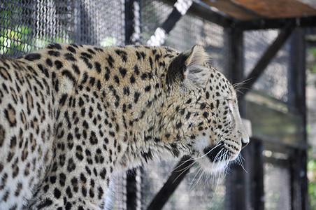 豹型哺乳动物荒野动物园动物界动物猫科农场豹属家庭背景图片