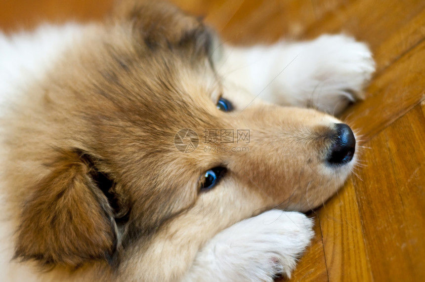 小狗牧羊犬小狗狗后代纯种狗图片