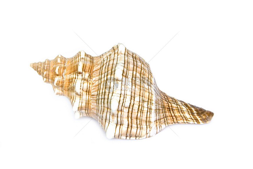 贝壳甲壳生活生物学星星热带支撑水族馆潜水螺旋海洋图片