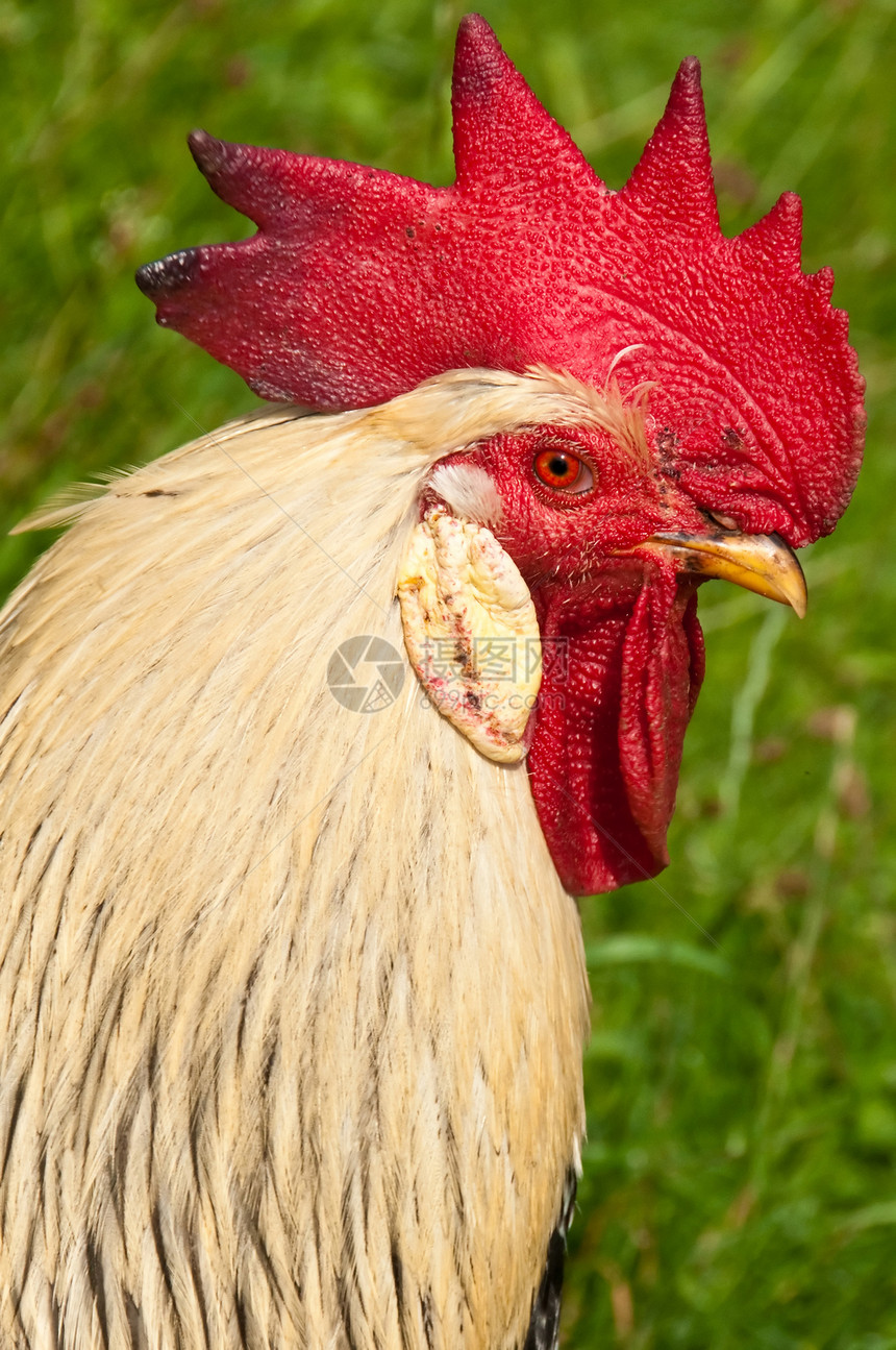 公鸡倾斜动物农场红色食物波峰梳子图片