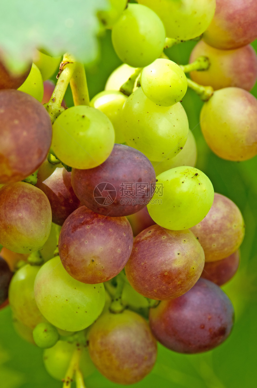 葡萄水果栽培酿酒师收成小吃食物蓝色图片