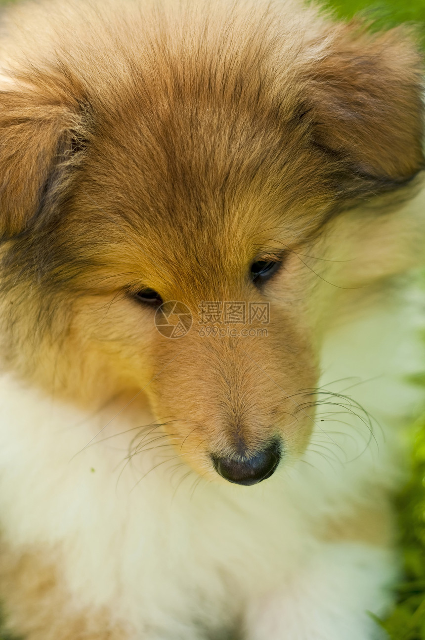 小狗牧羊犬小狗狗纯种狗后代图片