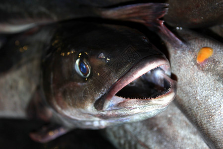 鱼鱼捕捞海鲜烹饪商业零售市场营养眼睛动物午餐美食背景图片