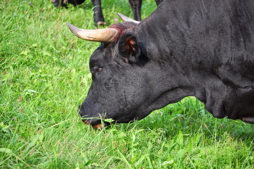 奶牛农场绿色牛角草地野生动物黑色图片