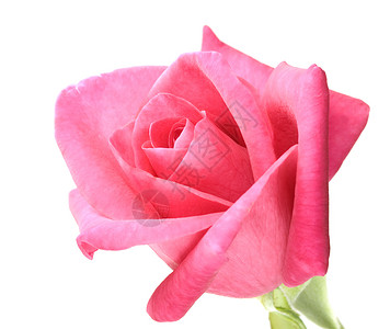 白色背景的红玫瑰花贴近白本底植物生日玫瑰红色感情花瓣背景图片