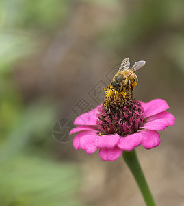 从粉色花朵中收集花粉背景图片