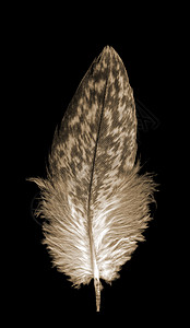 单柔软的飞翔鸟羽毛 在黑上背景图片