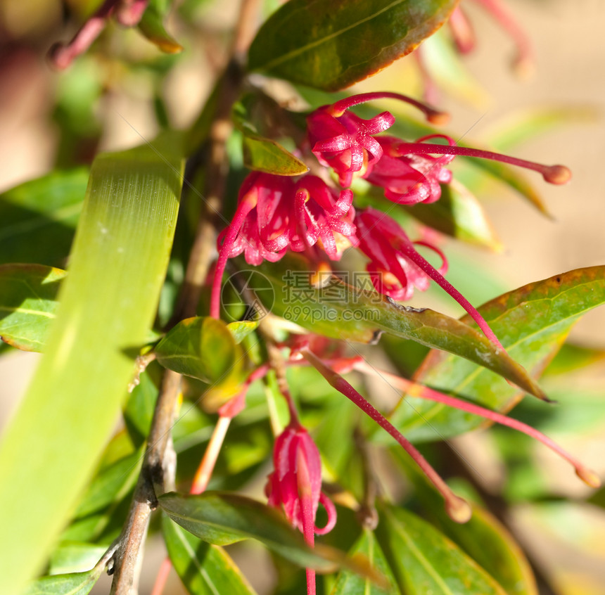 Grevilla 盛丽的澳大利亚本地植物红花图片