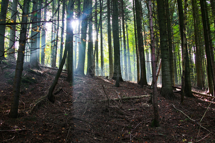 森林中的阳光太阳光线太阳光白色森林光束日出射线树木图片