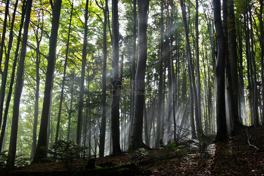 森林中的阳光太阳光线太阳光日出森林射线光束白色树木图片