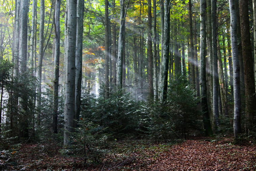 森林中的阳光白色森林太阳光线日出射线光束树木太阳光图片
