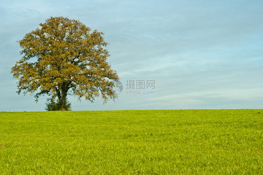 橡叶冥想绿色草地环境棕色疑虑力量保护图片