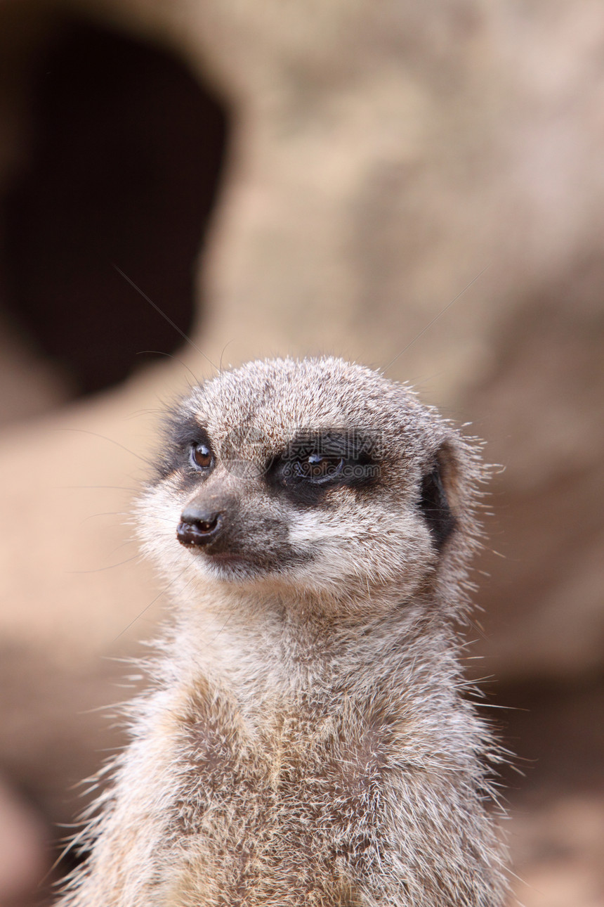 Meerkat 苏里卡塔昼夜鼻子食虫动物疱疹哺乳动物眼睛图片