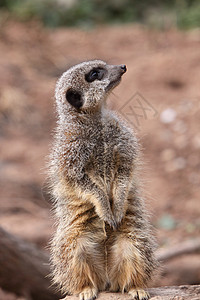 Meerkat 苏里卡塔哺乳动物疱疹鼻子眼睛昼夜动物食虫背景图片