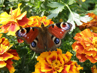 蝴蝶花园背景图片