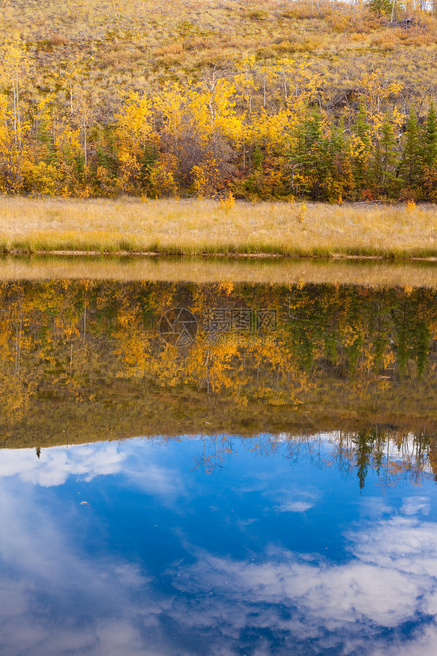 在加拿大育空地区坠落 对水表面的反思黄色镜像金子池塘绿色寂寞镜子针叶林森林育空图片