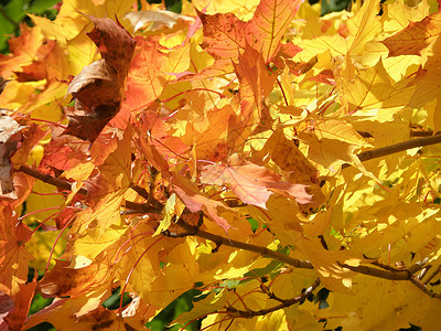 秋季假期落叶树木背景图片