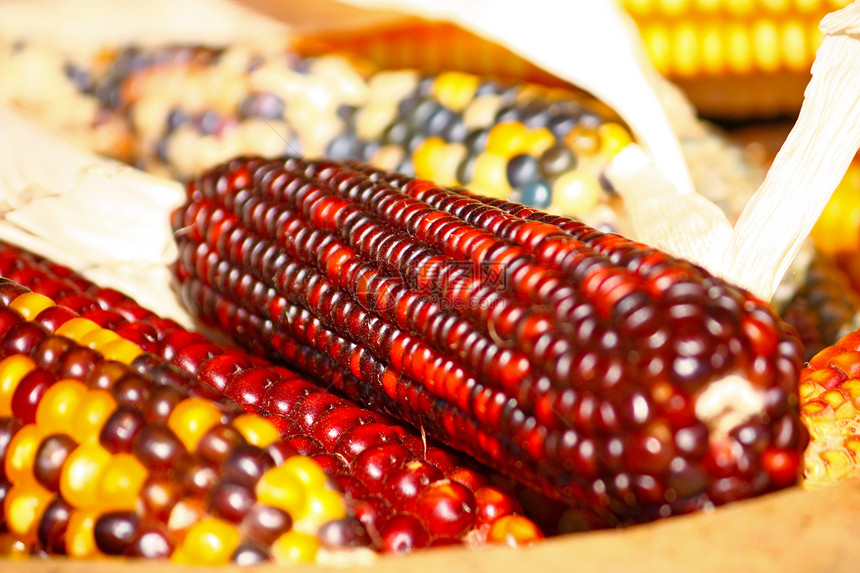 印度玉米季节性季节玉米芯营养粮食食物植物红色蔬菜棒子图片