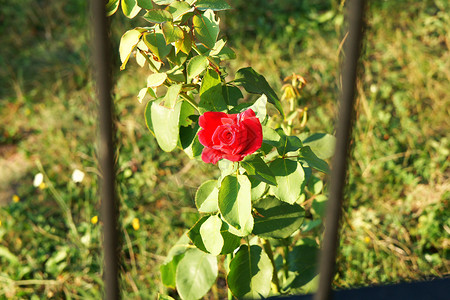 红玫瑰在栅栏后面背景图片