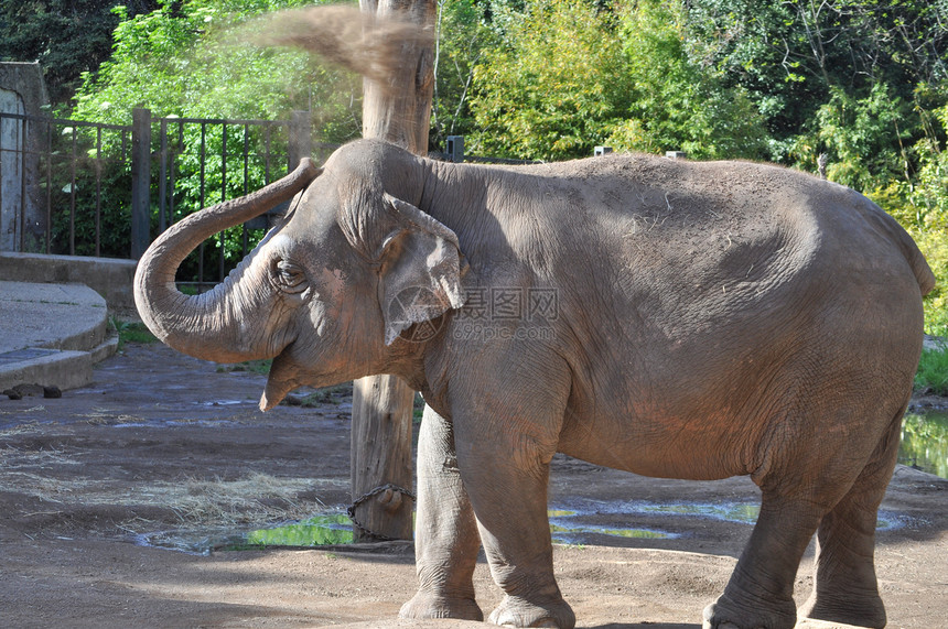 大象荒野象科动物园哺乳动物家庭农场图片