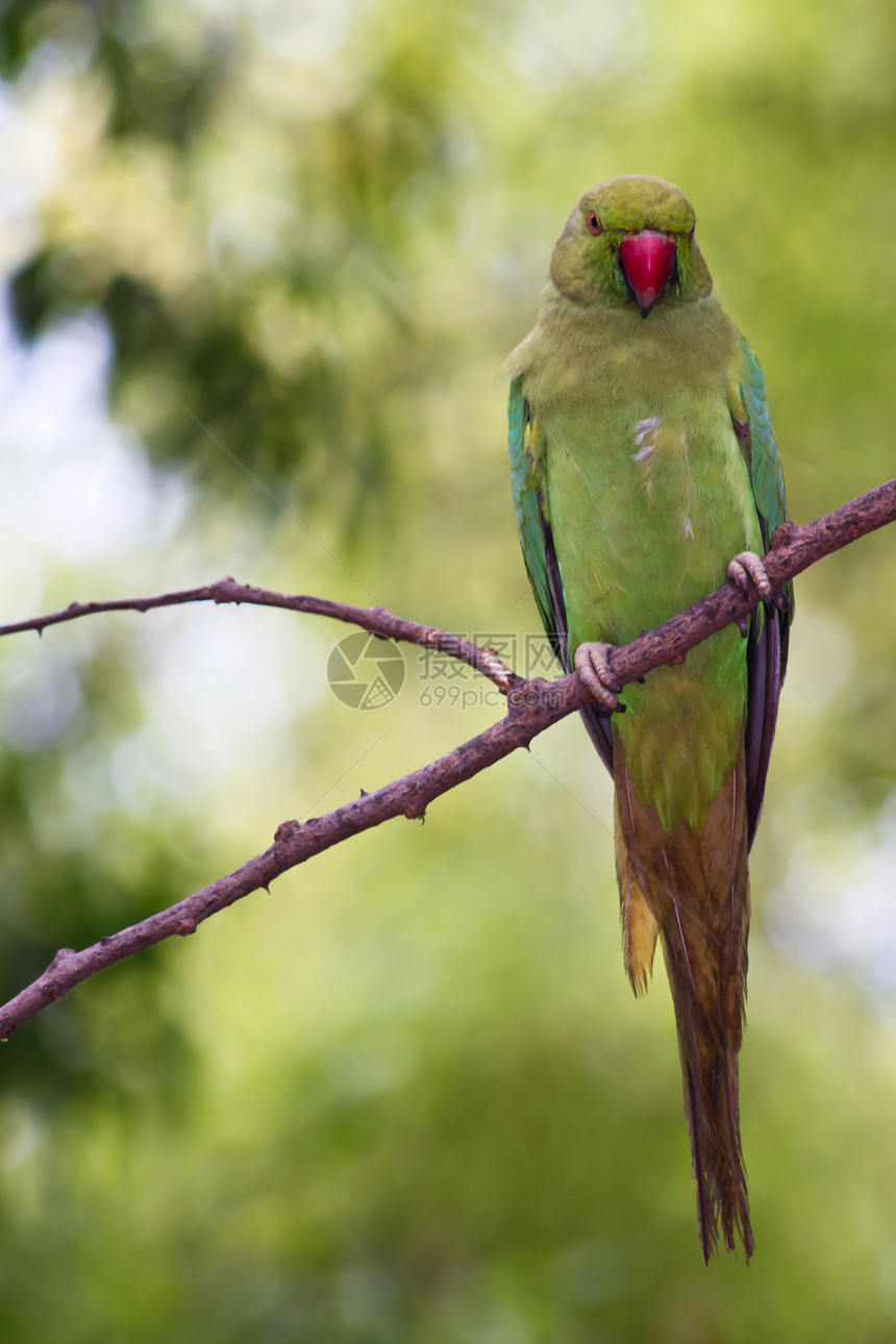 绿鹦鹉羽毛眼睛野生动物红色翅膀动物群身体绿色图片