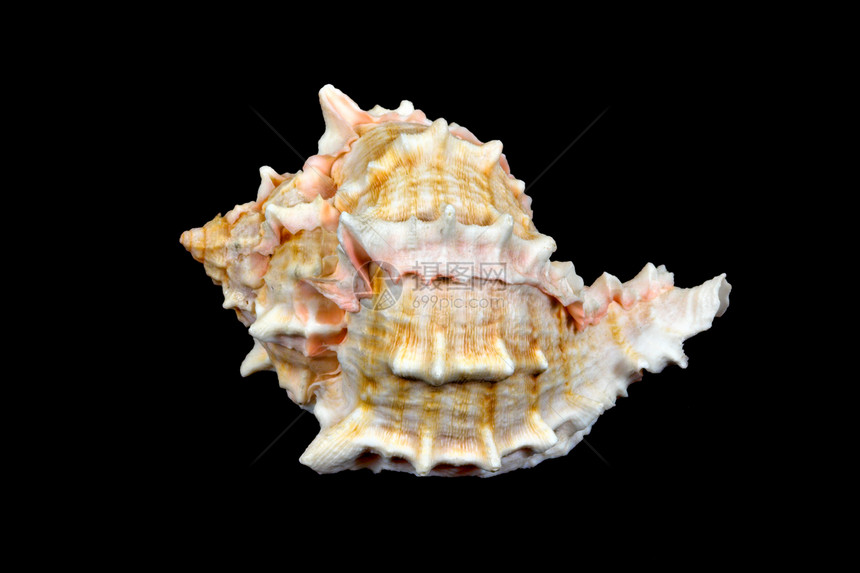 封锁黑色   1 (Conch)图片