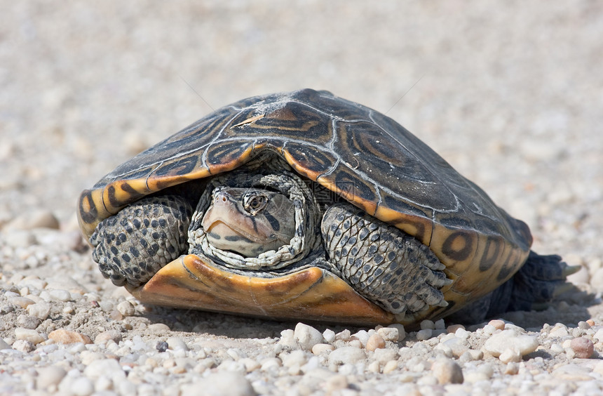 钻石后回  Terrapin  公司乌龟贝壳爬行动物野生动物水龟荒野爬虫图片