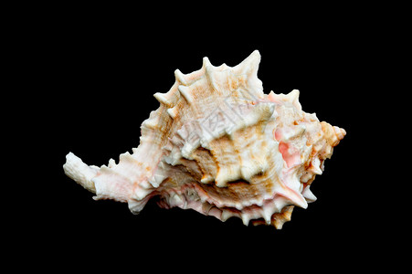 盐水海螺黑色封套  11 (Conch)背景