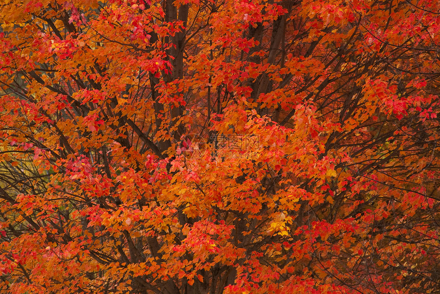 秋天红梅(Acer rubrum)图片