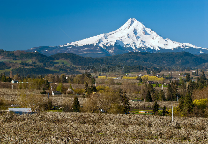 美国俄勒冈州Hood River 河谷果园和Hood山图片