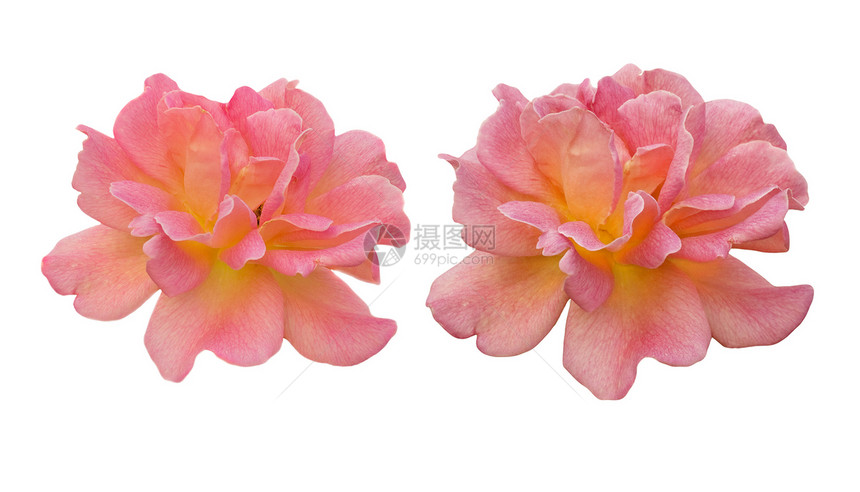 粉红玫瑰花朵花朵 白上孤立的鲜花图片