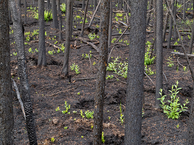 最近燃烧的北方森林日志损害野火灾难镜头树木生长云杉破坏火灾背景