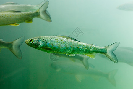 河鳟北极光层灰色Tymallus北极游泳潜水动物环境团体淡水漂浮浅滩蓝色眼睛背景