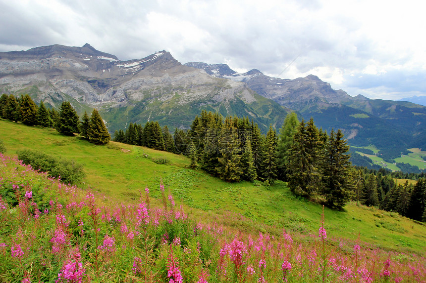 瑞士阿尔卑斯山紫色森林树木绿色花朵高山白色山脉远足草原图片